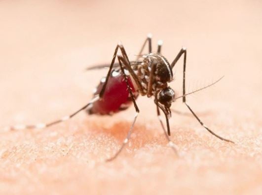 Belajar dari Pengalaman Sahil Mulachela, Utamakan Pencegahan DBD pada Anak