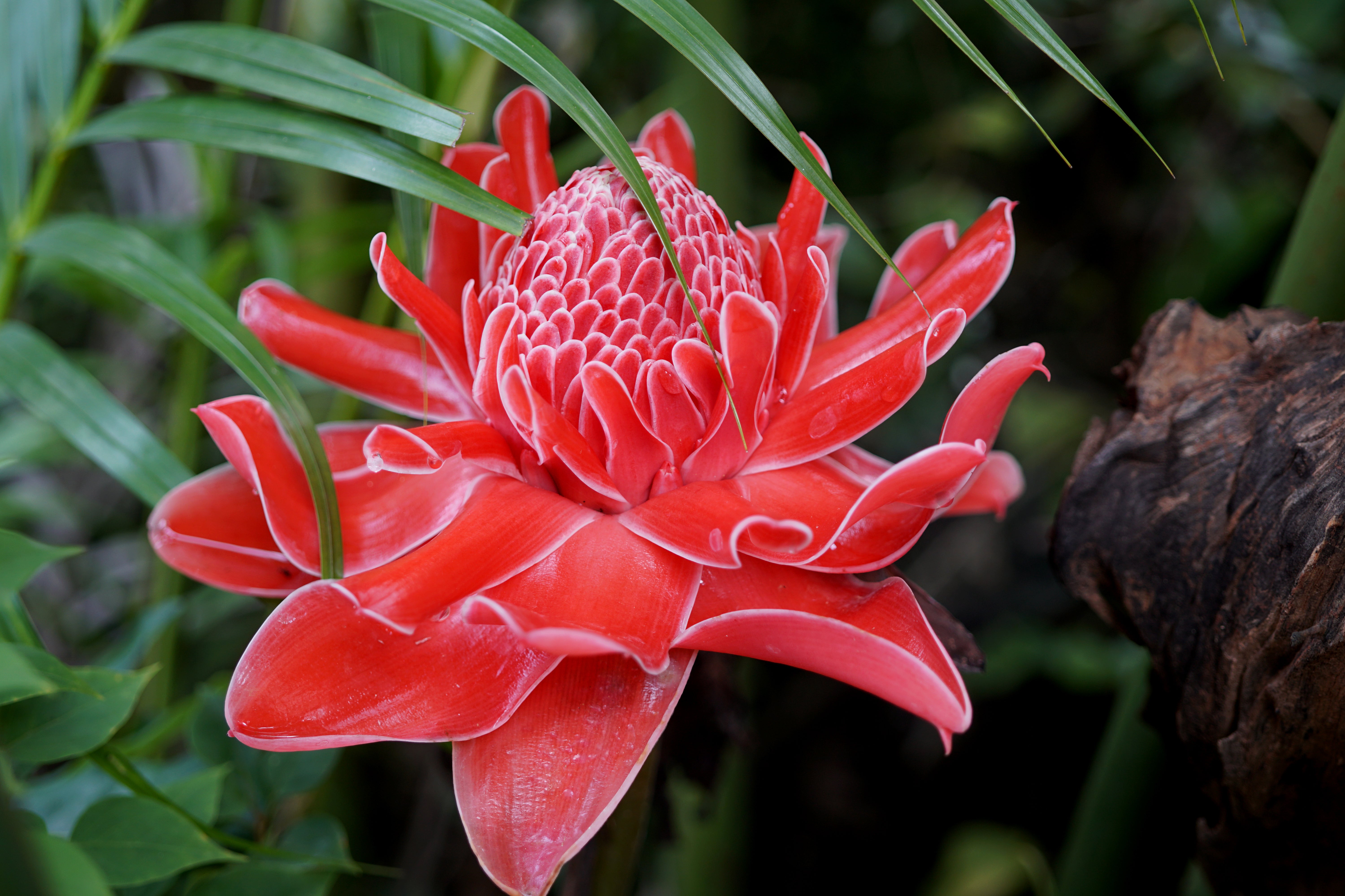 beautiful-red-etlingera-elatior-flower-garden