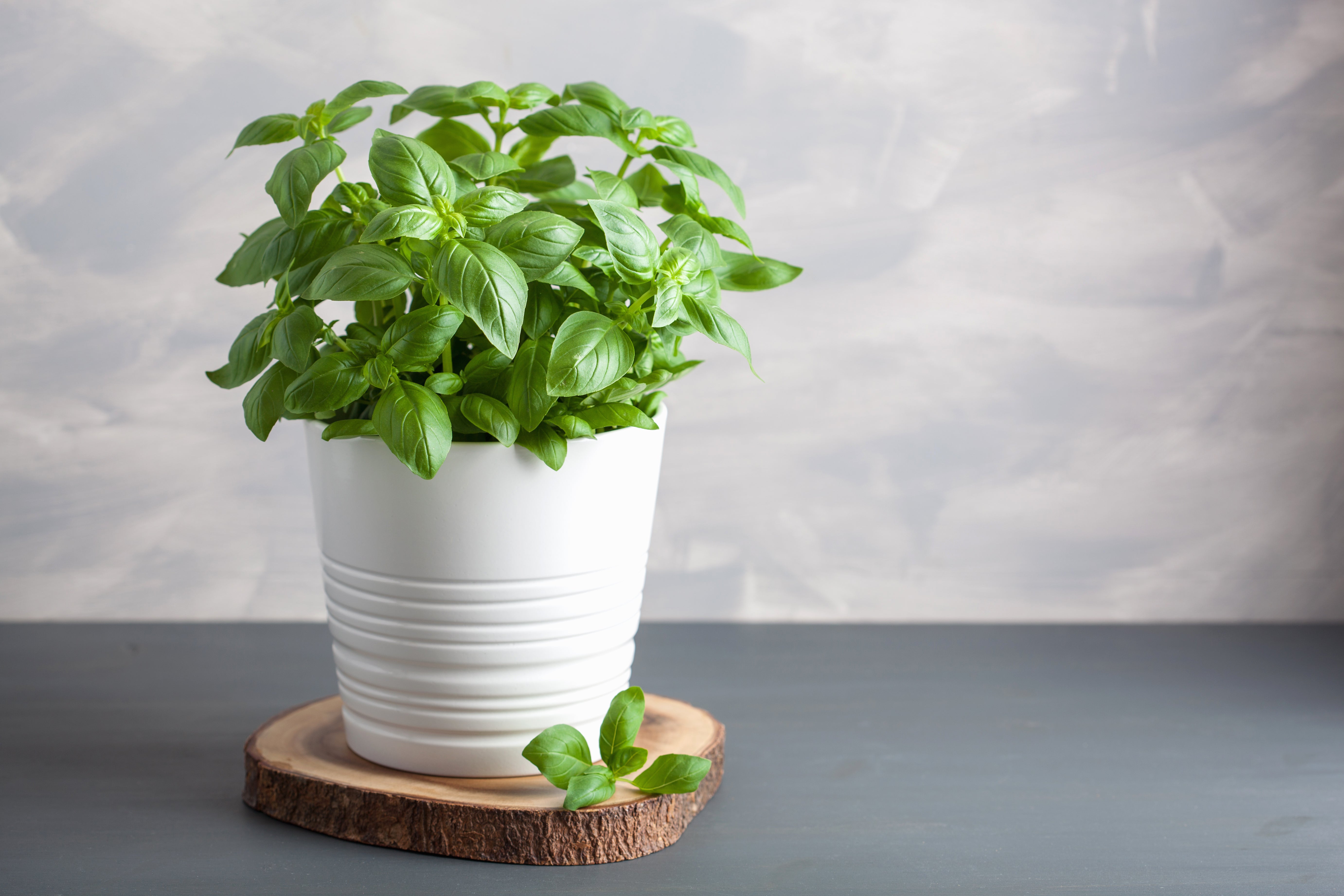 fresh-basil-herb-flowerpot