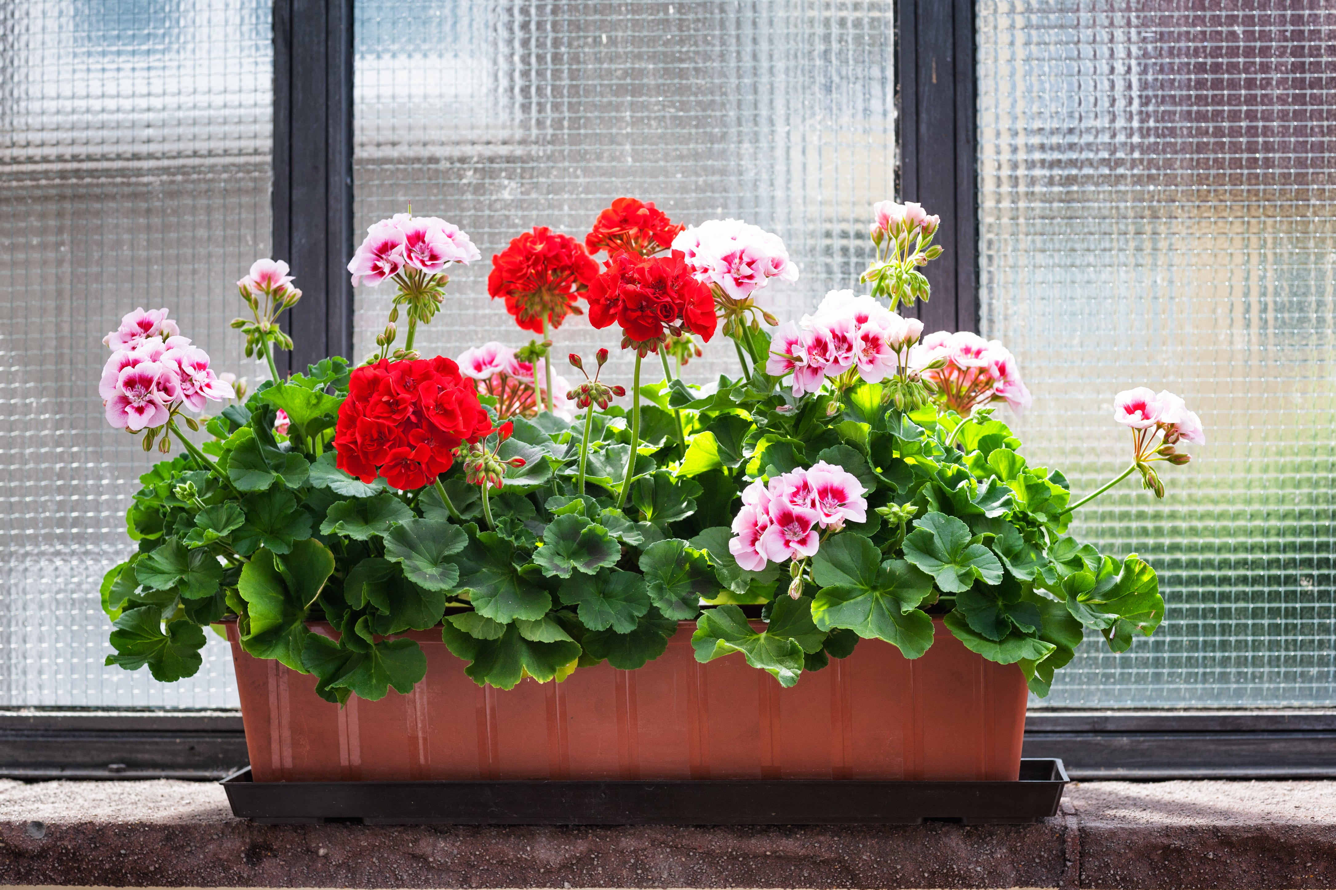 geranium-window-sill